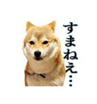 柴犬のなつちゃん（個別スタンプ：9）