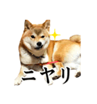柴犬のなつちゃん（個別スタンプ：10）