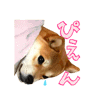 柴犬のなつちゃん（個別スタンプ：11）