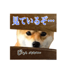 柴犬のなつちゃん（個別スタンプ：12）