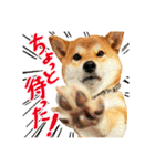 柴犬のなつちゃん（個別スタンプ：14）