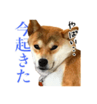 柴犬のなつちゃん（個別スタンプ：15）