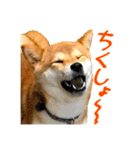 柴犬のなつちゃん（個別スタンプ：16）