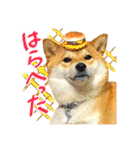 柴犬のなつちゃん（個別スタンプ：17）