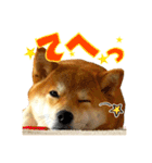 柴犬のなつちゃん（個別スタンプ：18）