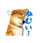 柴犬のなつちゃん（個別スタンプ：19）