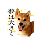 柴犬のなつちゃん（個別スタンプ：20）