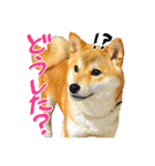 柴犬のなつちゃん（個別スタンプ：21）