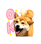 柴犬のなつちゃん（個別スタンプ：22）