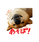 柴犬のなつちゃん（個別スタンプ：23）