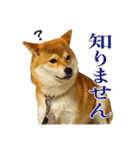柴犬のなつちゃん（個別スタンプ：24）