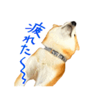 柴犬のなつちゃん（個別スタンプ：25）