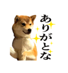 柴犬のなつちゃん（個別スタンプ：26）