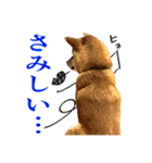 柴犬のなつちゃん（個別スタンプ：27）