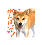 柴犬のなつちゃん（個別スタンプ：28）