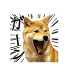 柴犬のなつちゃん（個別スタンプ：29）