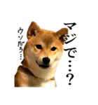 柴犬のなつちゃん（個別スタンプ：30）
