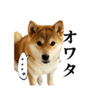 柴犬のなつちゃん（個別スタンプ：31）