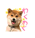 柴犬のなつちゃん（個別スタンプ：32）