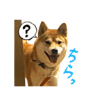 柴犬のなつちゃん（個別スタンプ：33）