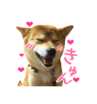 柴犬のなつちゃん（個別スタンプ：34）