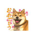 柴犬のなつちゃん（個別スタンプ：35）