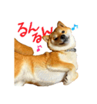 柴犬のなつちゃん（個別スタンプ：36）