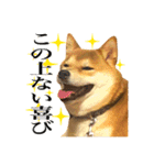 柴犬のなつちゃん（個別スタンプ：37）
