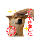 柴犬のなつちゃん（個別スタンプ：38）