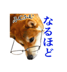 柴犬のなつちゃん（個別スタンプ：39）
