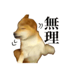 柴犬のなつちゃん（個別スタンプ：40）