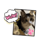サスケくん挨拶（個別スタンプ：8）