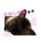 サスケの日々（個別スタンプ：2）