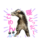サスケの日々（個別スタンプ：7）