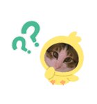 サスケの日々（個別スタンプ：15）