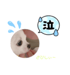 しじみの日常③（個別スタンプ：4）