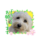 kanna.No.1（個別スタンプ：11）