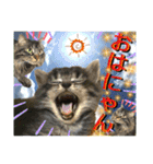 ねねこ☆にゃ美さん♡うさぴょん実写〜背景（個別スタンプ：1）