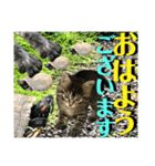 ねねこ☆にゃ美さん♡うさぴょん実写〜背景（個別スタンプ：2）