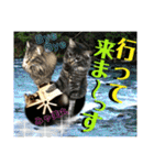 ねねこ☆にゃ美さん♡うさぴょん実写〜背景（個別スタンプ：3）