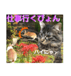 ねねこ☆にゃ美さん♡うさぴょん実写〜背景（個別スタンプ：5）