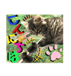 ねねこ☆にゃ美さん♡うさぴょん実写〜背景（個別スタンプ：6）