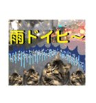 ねねこ☆にゃ美さん♡うさぴょん実写〜背景（個別スタンプ：7）