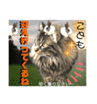 ねねこ☆にゃ美さん♡うさぴょん実写〜背景（個別スタンプ：8）