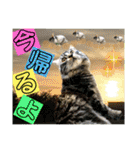ねねこ☆にゃ美さん♡うさぴょん実写〜背景（個別スタンプ：9）