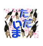 ねねこ☆にゃ美さん♡うさぴょん実写〜背景（個別スタンプ：10）