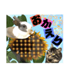 ねねこ☆にゃ美さん♡うさぴょん実写〜背景（個別スタンプ：11）
