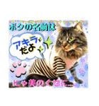 ねねこ☆にゃ美さん♡うさぴょん実写〜背景（個別スタンプ：12）