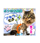 ねねこ☆にゃ美さん♡うさぴょん実写〜背景（個別スタンプ：13）