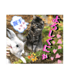 ねねこ☆にゃ美さん♡うさぴょん実写〜背景（個別スタンプ：14）
